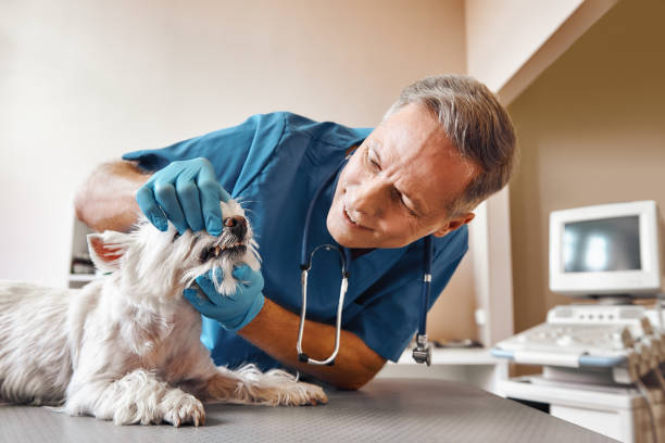 Best Dentist for Dental Trauma  in Belvidere, IL